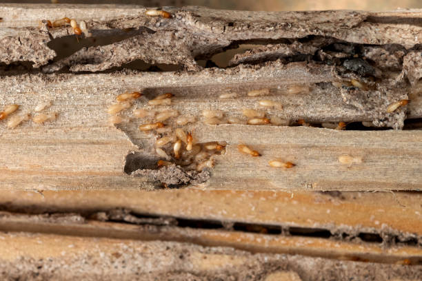 Professional Pest Control in East End, AR